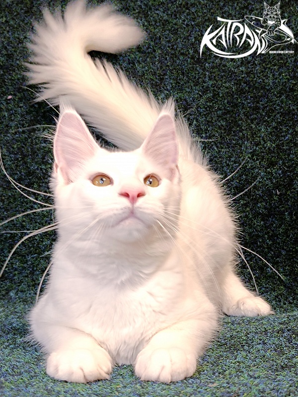 Katran Jenna - Kitten maine-coon 4 months 3 weeks