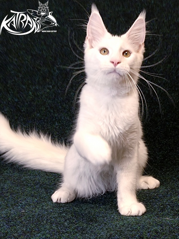 Katran Jenna - Kitten maine-coon 4 months 3 weeks