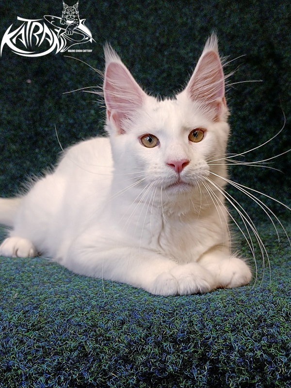 Katran Jenna - Kitten maine-coon 4 months 3 weeks