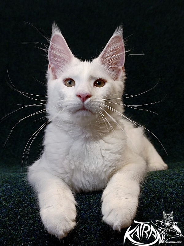 Katran Jenna - Kitten maine-coon 4 months 3 weeks