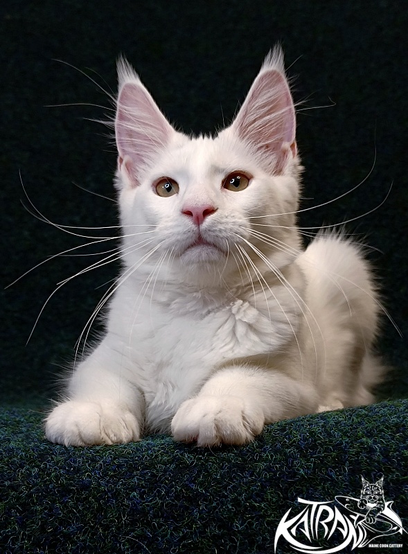 Katran Jenna - Kitten maine-coon 4 months 3 weeks