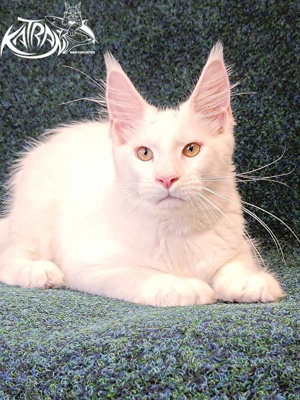Katran Jenna - Kitten maine-coon 4 months 3 weeks