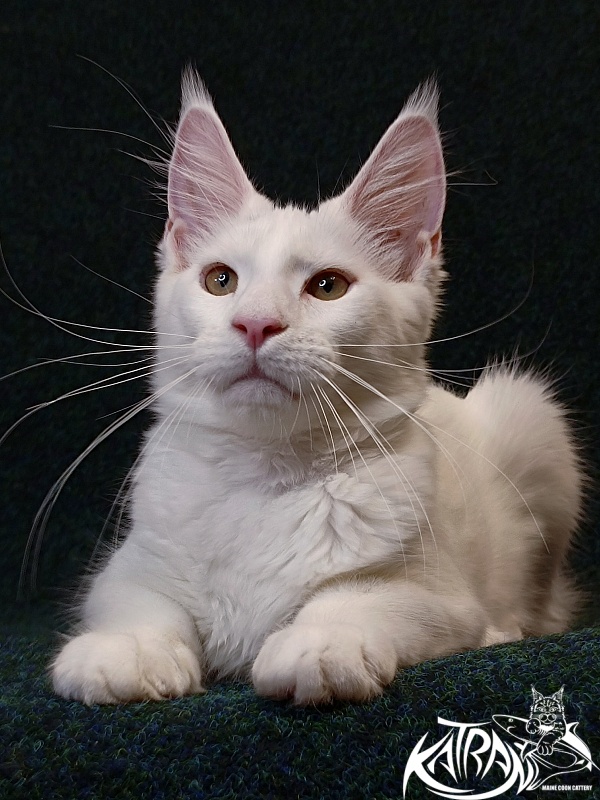 Katran Jenna - Kitten maine-coon 4 months 3 weeks