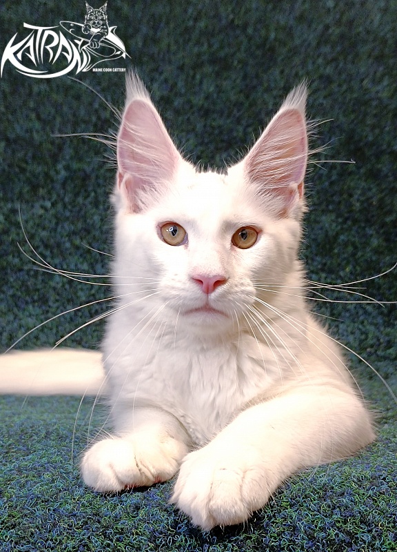 Katran Jenna - Kitten maine-coon 4 months 3 weeks