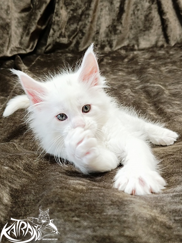 Katran Jenna - Kitten maine-coon 1 month 2 weeks