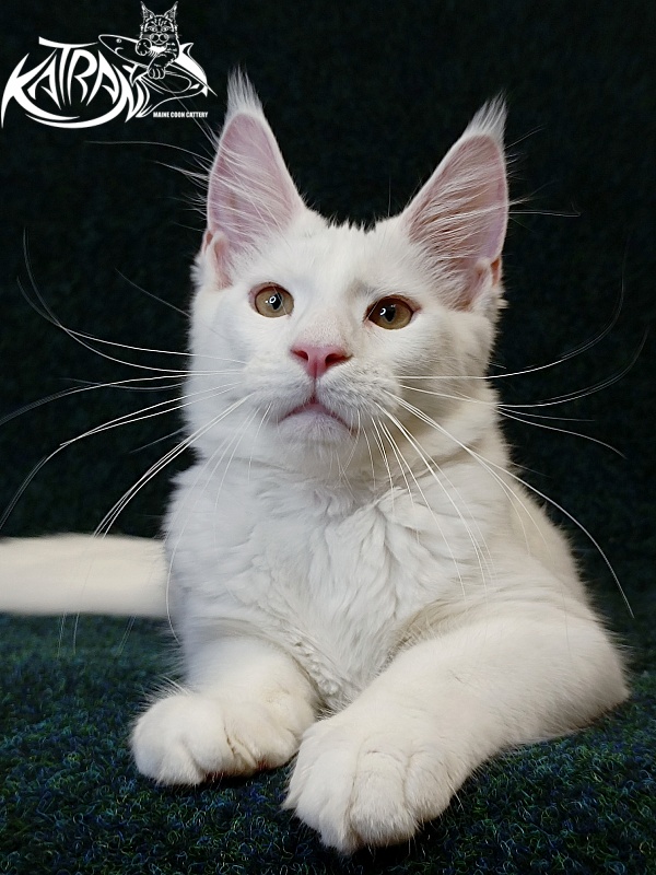 Katran Jenna - Kitten maine-coon 4 months 3 weeks