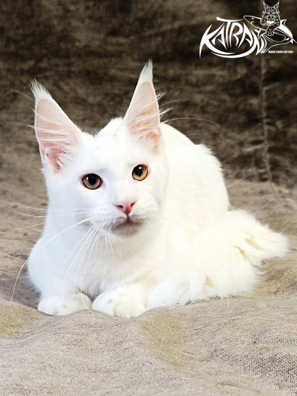 Katran Jenna - Kitten maine-coon 5 months 3 weeks