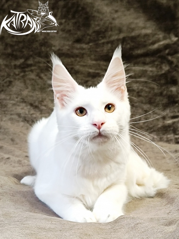 Katran Jenna - Kitten maine-coon 5 months 3 weeks
