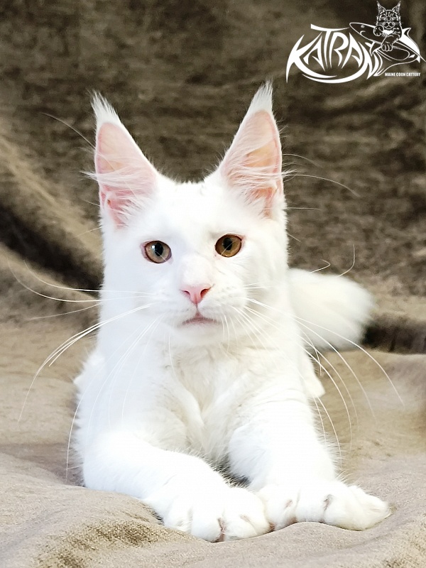 Katran Jenna - Kitten maine-coon 5 months 3 weeks