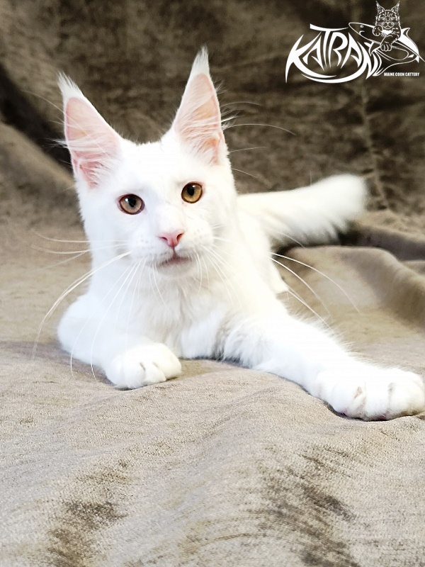 Katran Jenna - Kitten maine-coon 5 months 3 weeks