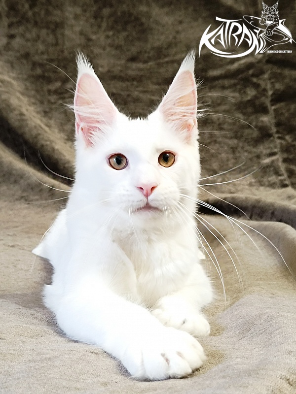 Katran Jenna - Kitten maine-coon 5 months 3 weeks