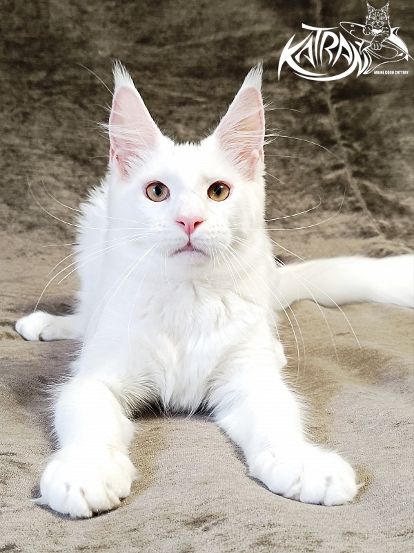 Katran Jenna - Kitten maine-coon 5 months 3 weeks