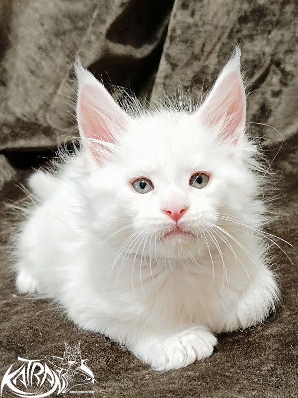 Katran Jenna - Kitten maine-coon 1 month 2 weeks