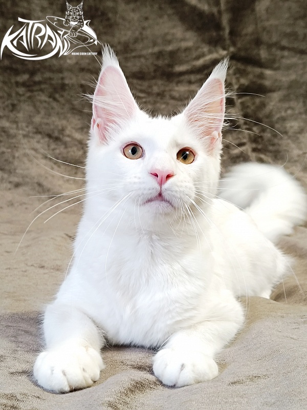 Katran Jenna - Kitten maine-coon 5 months 3 weeks