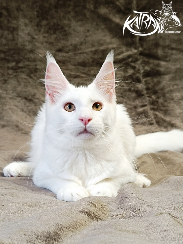 Katran Jenna - Kitten maine-coon 5 months 3 weeks