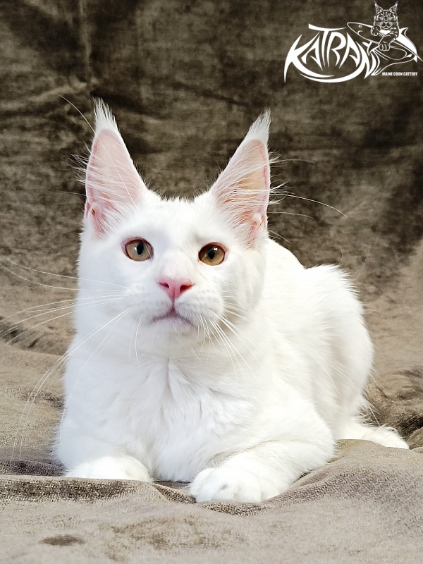 Katran Jenna - Kitten maine-coon 5 months 3 weeks