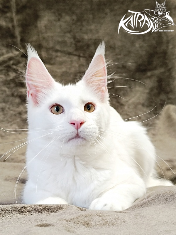Katran Jenna - Kitten maine-coon 5 months 3 weeks