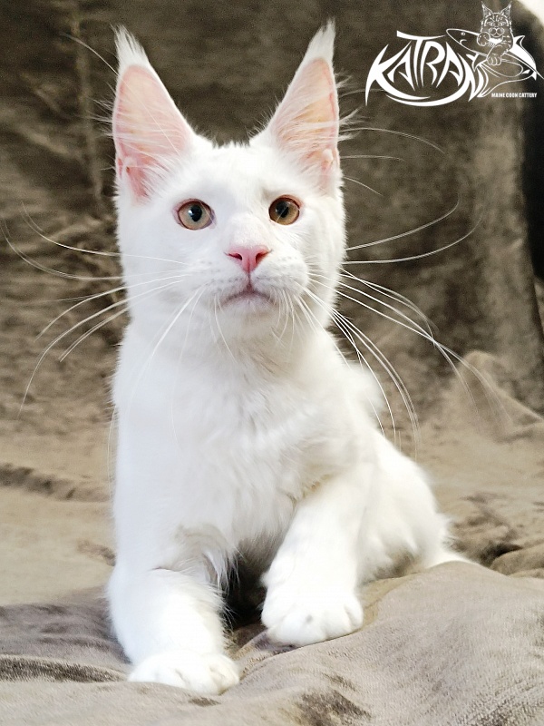 Katran Jenna - Kitten maine-coon 5 months 3 weeks