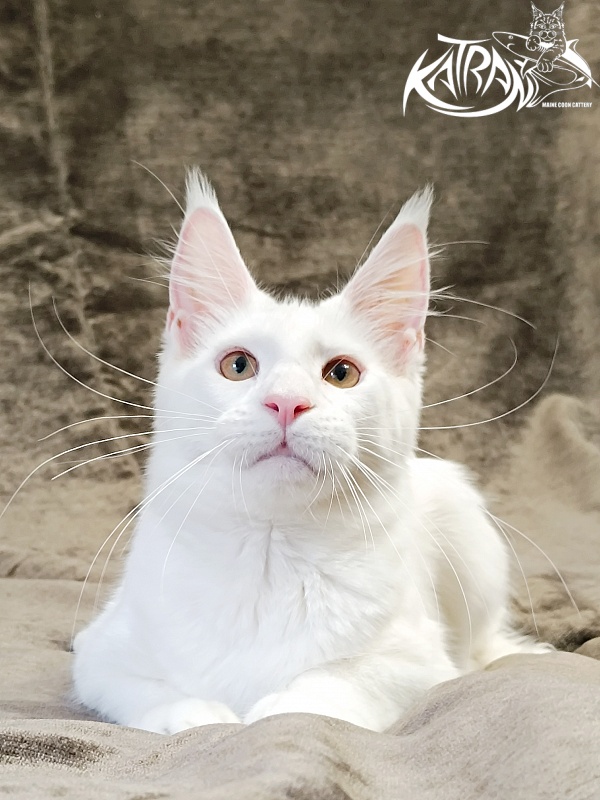 Katran Jenna - Kitten maine-coon 5 months 3 weeks
