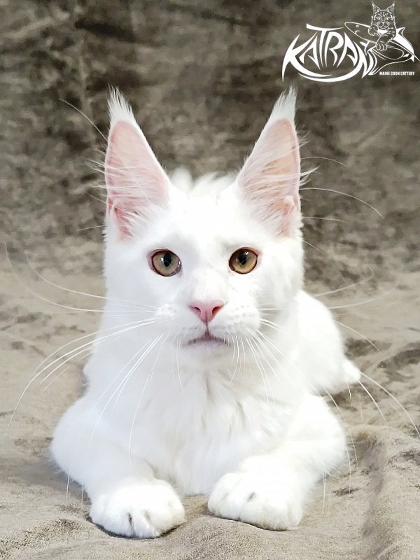 Katran Jenna - Kitten maine-coon 5 months 3 weeks