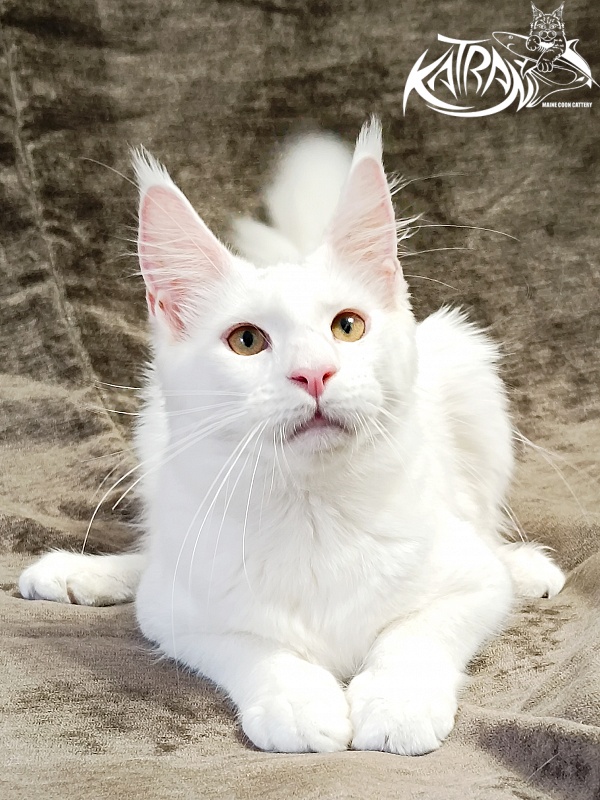 Katran Jenna - Kitten maine-coon 5 months 3 weeks