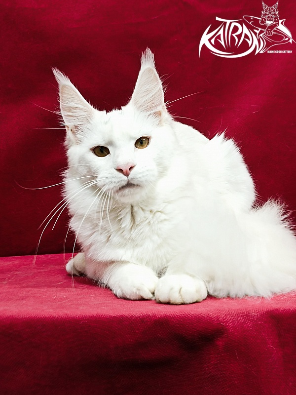 Katran Jenna - Junior maine-coon 8.5 months