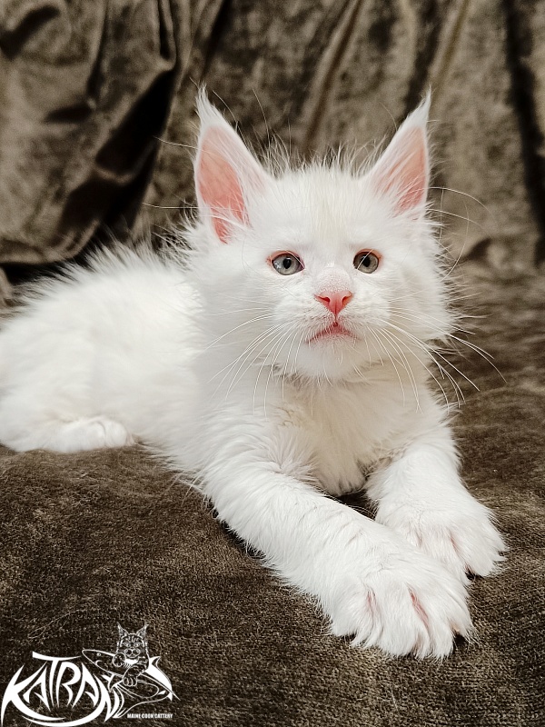 Katran Jenna - Kitten maine-coon 1 month 2 weeks