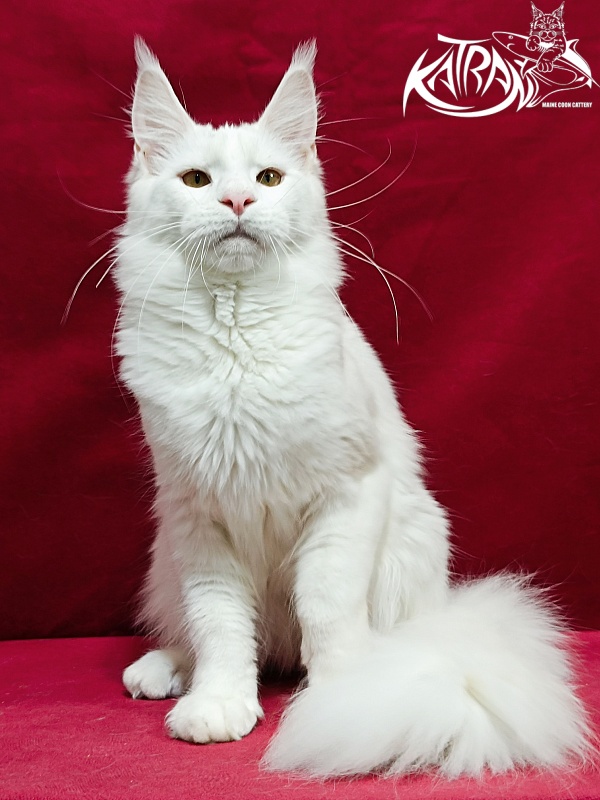 Katran Jenna - Junior maine-coon 8.5 months