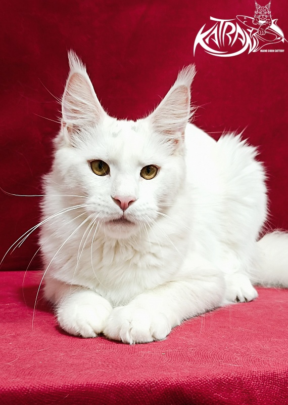 Katran Jenna - Junior maine-coon 8.5 months