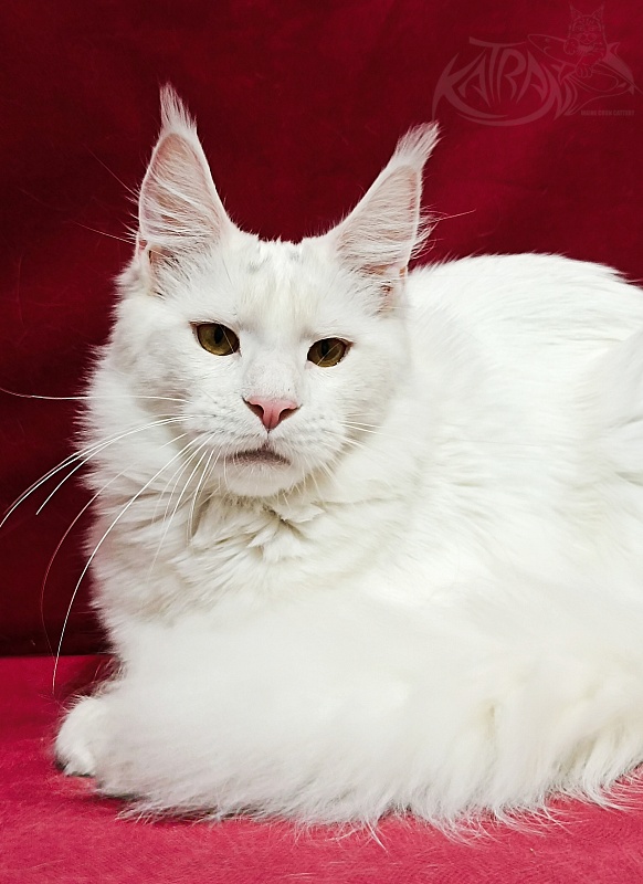 Katran Jenna - Junior maine-coon 8.5 months