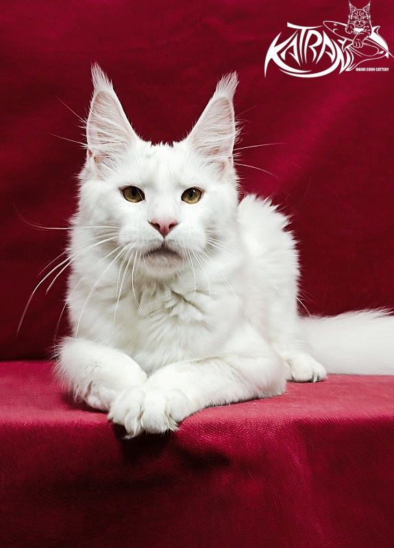 Katran Jenna - Junior maine-coon 8.5 months