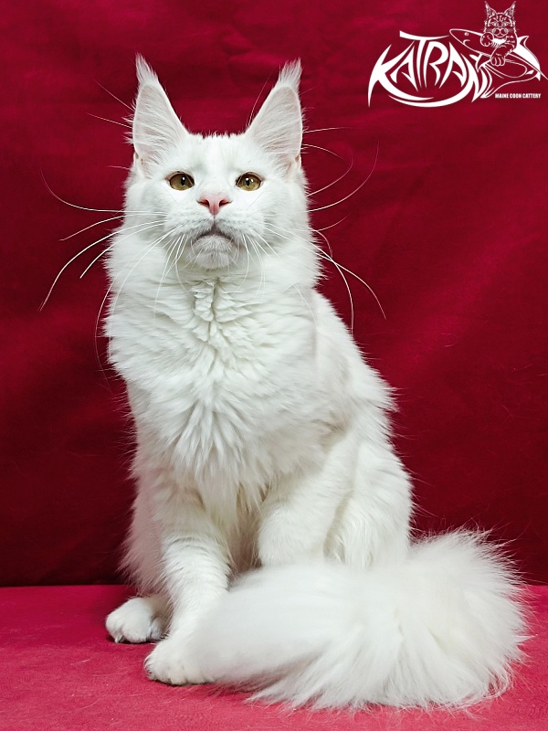 Katran Jenna - Junior maine-coon 8.5 months