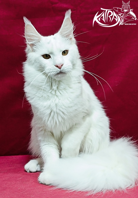 Katran Jenna - Junior maine-coon 8.5 months