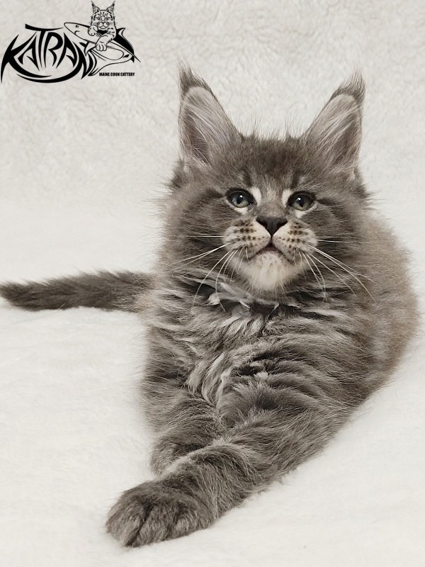 Katran Joker - Котенок мейн-кун 1 месяц 2 недели