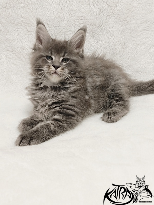 Katran Joker - Котенок мейн-кун 1 месяц 2 недели