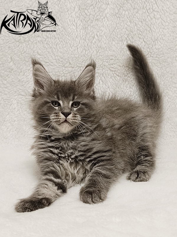 Katran Joker - Котенок мейн-кун 1 месяц 2 недели