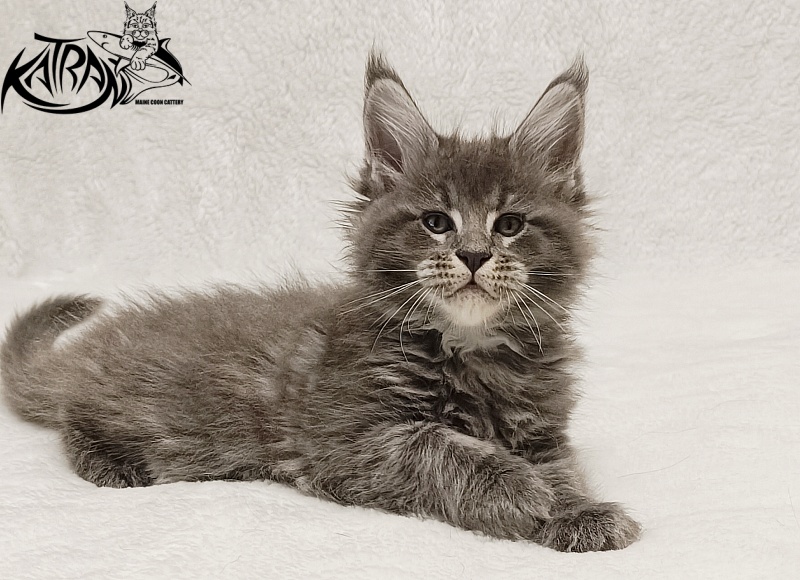 Katran Joker - Котенок мейн-кун 1 месяц 2 недели