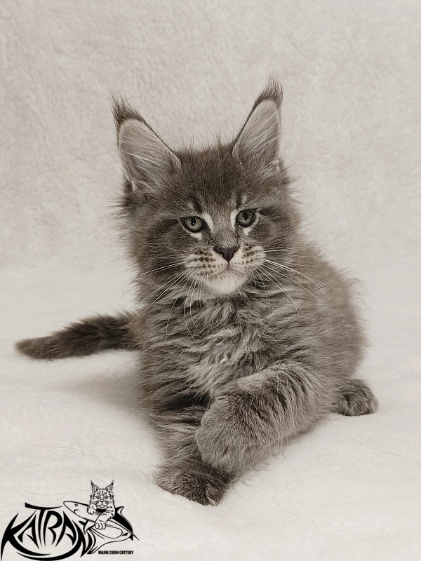 Katran Joker - Котенок мейн-кун 1 месяц 2 недели