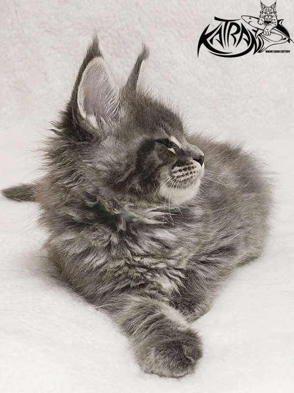 Katran Joker - Котенок мейн-кун 1 месяц 2 недели