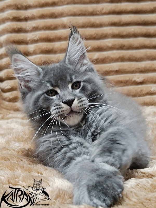 Katran Joker - Котенок мейн-кун 2 месяца 1 неделя