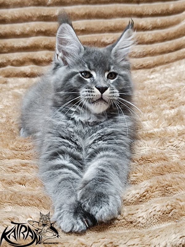 Katran Joker - Котенок мейн-кун 2 месяца 1 неделя