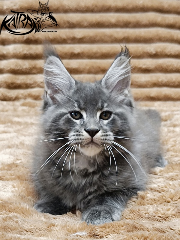 Katran Joker - Котенок мейн-кун 2 месяца 1 неделя