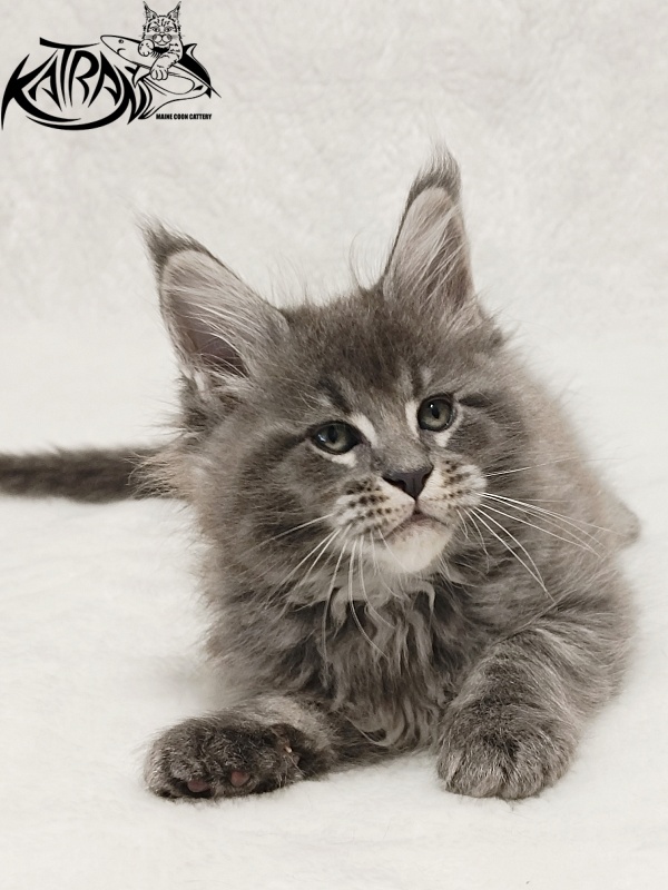 Katran Joker - Котенок мейн-кун 1 месяц 2 недели
