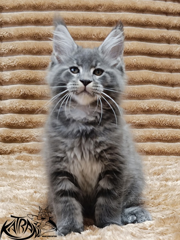 Katran Joker - Котенок мейн-кун 2 месяца 1 неделя