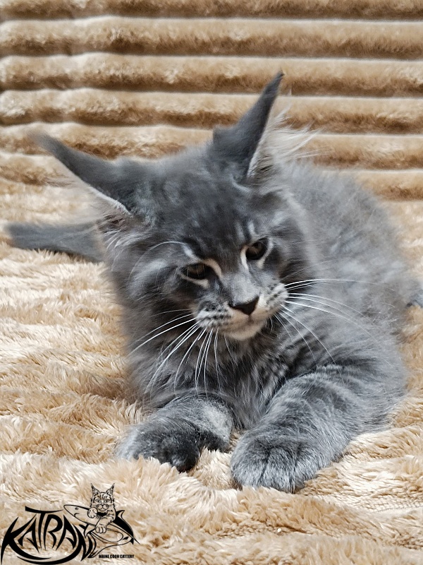 Katran Joker - Котенок мейн-кун 2 месяца 1 неделя