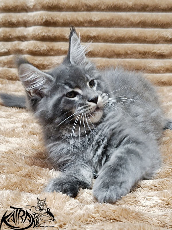 Katran Joker - Котенок мейн-кун 2 месяца 1 неделя