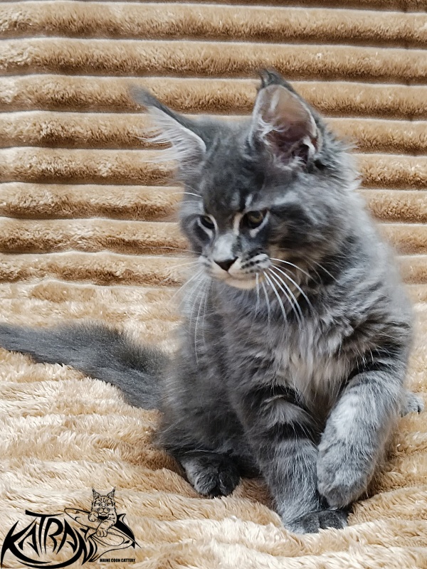 Katran Joker - Котенок мейн-кун 2 месяца 1 неделя