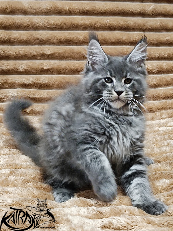 Katran Joker - Котенок мейн-кун 2 месяца 1 неделя