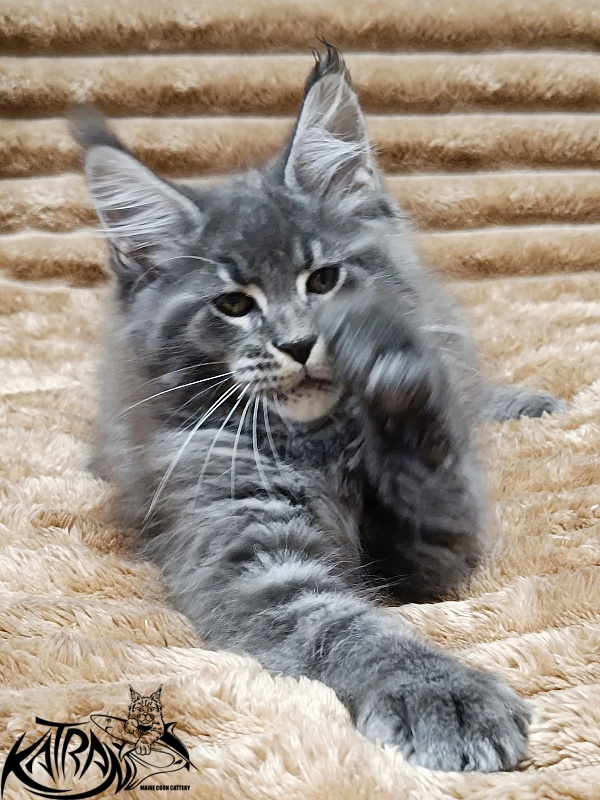 Katran Joker - Котенок мейн-кун 2 месяца 1 неделя