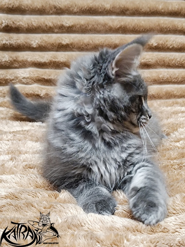 Katran Joker - Котенок мейн-кун 2 месяца 1 неделя